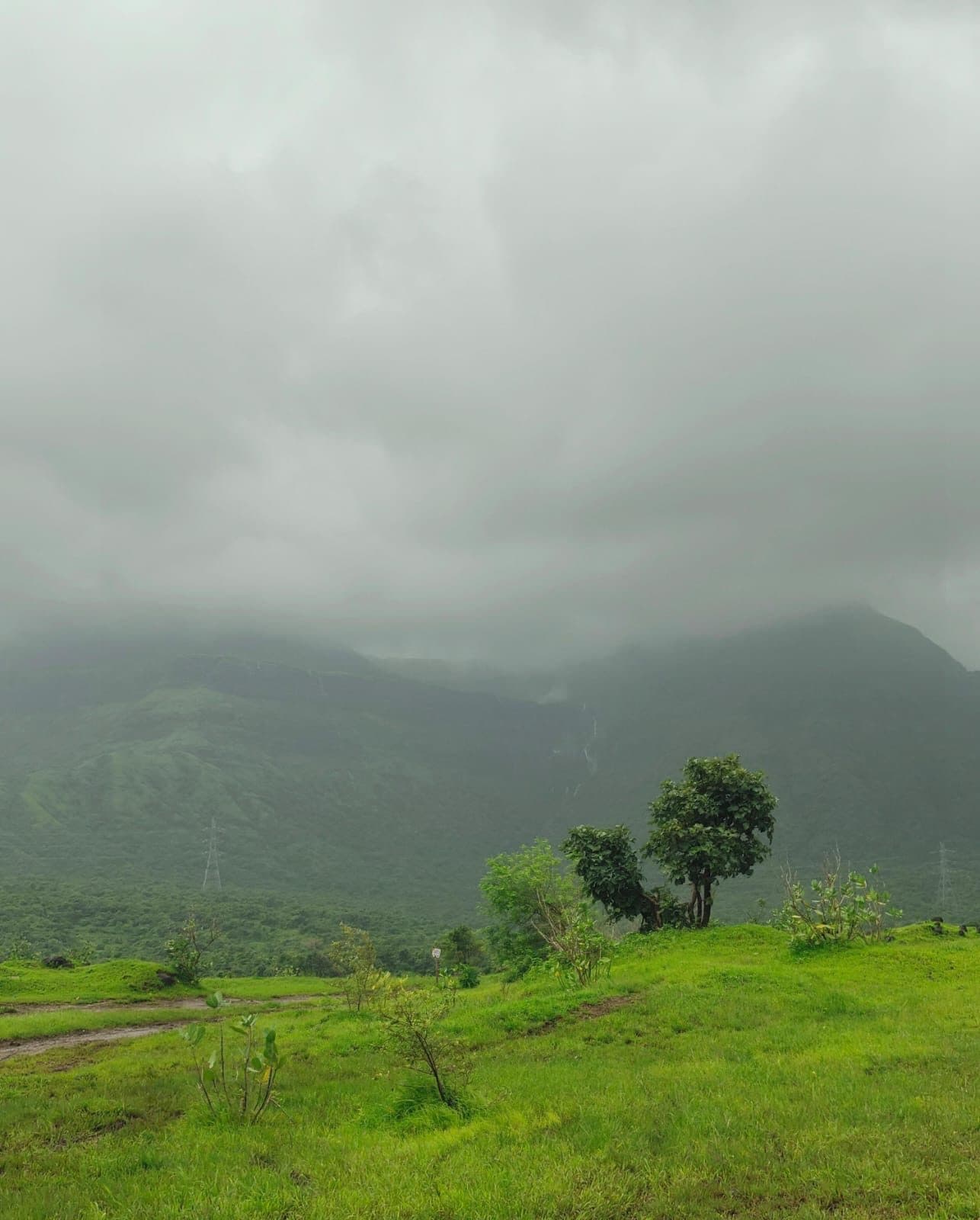 A single tree standing on a bright green grassy slope beneath a low, uniform cloud ceiling.